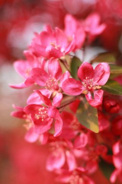 Bahar çiçekleri. Bahar. 