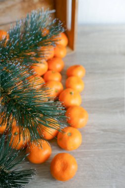 Mandarin fruits under fur tree branch