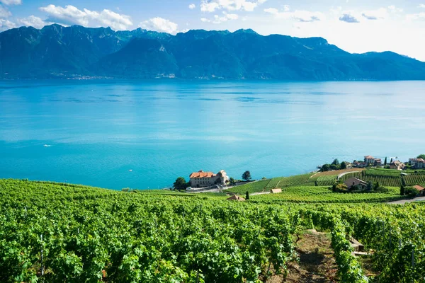 Sviçre Deki Leman Gölü Kıyısındaki Üzüm Bağı — Stok fotoğraf