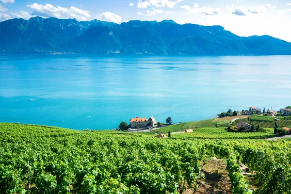 Krajobraz Winnic Lavaux Nad Jeziorem Genewskim — Zdjęcie stockowe