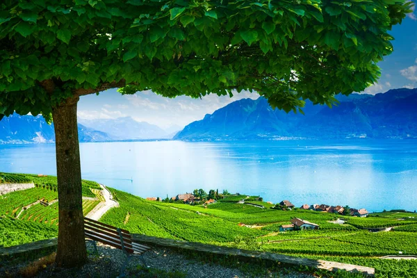 View point under green tree. Landscape of vineyard along lake Geneva in Switzerland