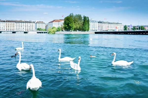 Swan Lake Geneva Switzerland — Stock Photo, Image