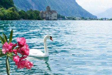 Cenevre Gölü, Montreux, İsviçre 'de beyaz kuğu.