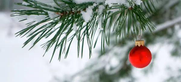 Red Christmas Balls Pine Branch Covered Frost Christm — Stock Photo, Image