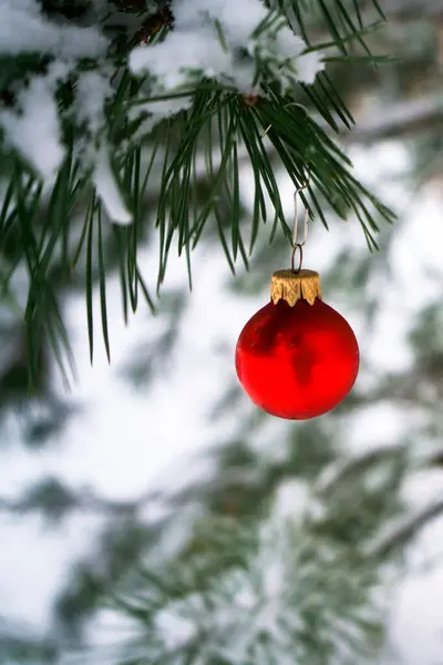 霜で覆われた松の枝の赤いクリスマスボール クリストファー ストックフォト