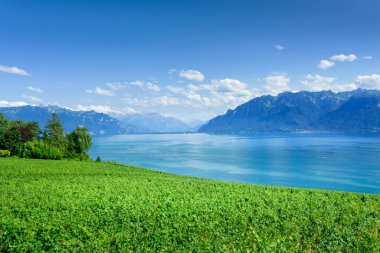 Lavaux üzüm bağı ve İsviçre 'de Cenevre Gölü manzarası