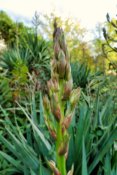 Close Flower Spike Emerging Centre Yucca Plant — Foto Stock