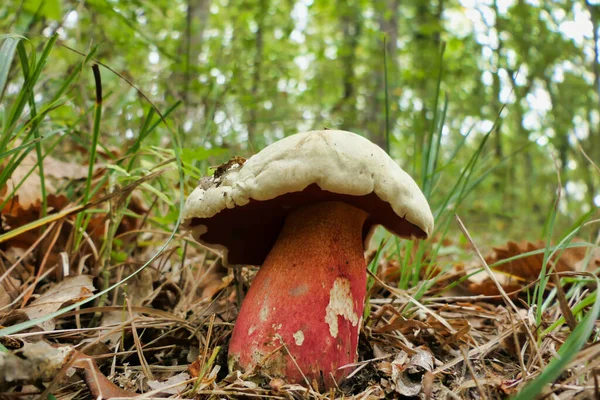 在Boletus Satanas附近 也被称为魔鬼Bolete或Satans Mushroom 毒菌以其红色的茎和红色的毛孔而闻名 — 图库照片
