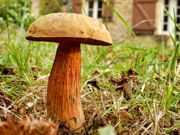 Aureoboletus projectellus mushroom growing in the Dordogne countryside. French gite (cottage) in the background
