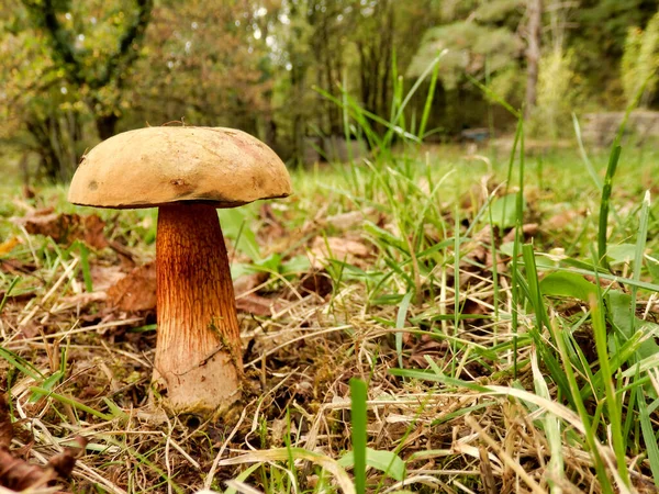Aureoboletus Projectellus Mushroom Growing Dordogne Countryside — Stock Photo, Image