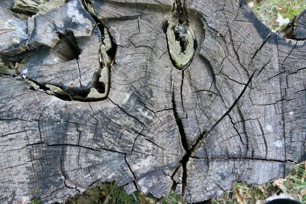 Tvärsnitt Stor Akaciaträdsstock Som Blivit Grå Efter Kryddning — Stockfoto