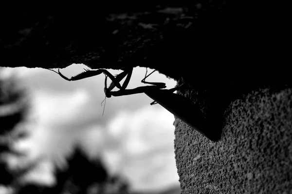 石灰岩の窓から吊るされた祈りのマンティスの白黒写真が明らかに — ストック写真
