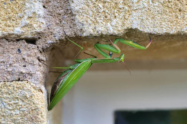Praying Mantis Suspended Limestone Window Reveal — Stock Photo, Image