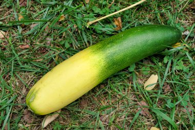 Salatalık olgunlaşmadan dolayı sarıya döndü ya da bu örnekte olduğu gibi kuraklık döneminde empoze edilen su eksikliğinden dolayı.