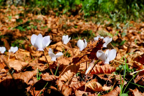 Flores Ciclamen Blanco Estallando Través Las Hojas Otoño — Foto de Stock