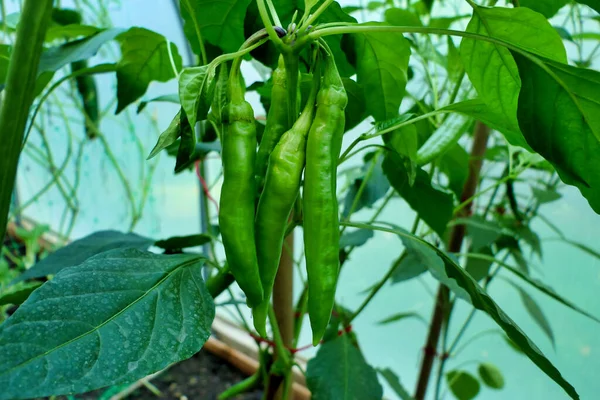 Close Green Cayenne Peppers Eventually Becoming Red Fully Ripe — стоковое фото
