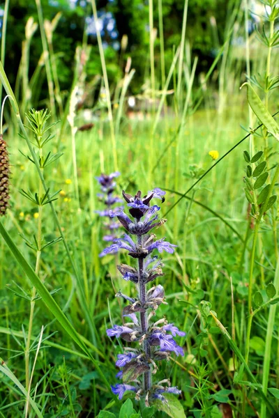 Ajuga Reptans Growing Wildflower Meadow Dordogne France Известный Горн Синий — стоковое фото
