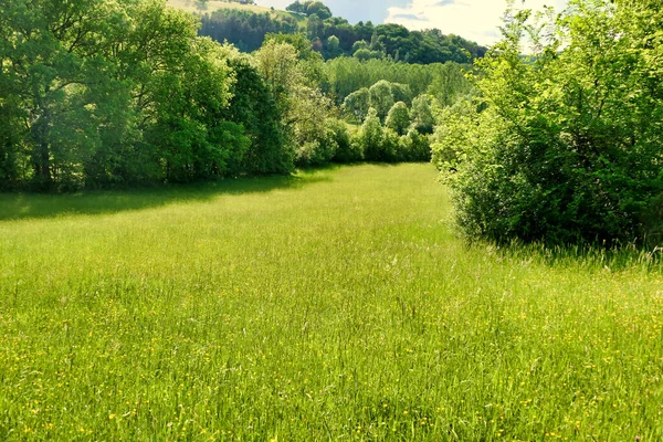 Wildflower Meadow Dordogne France Lit Summer Sun — Stock Photo, Image