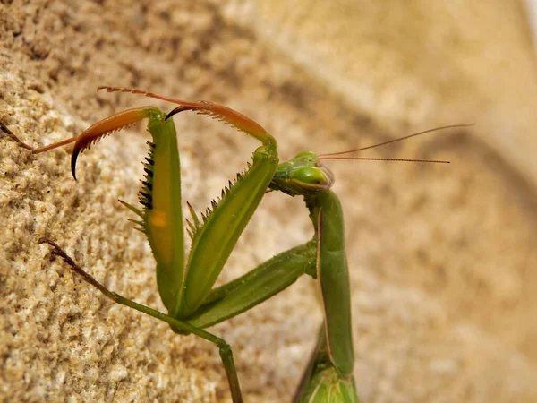 祈りの背の高い足の背骨を閉じる Mantis — ストック写真
