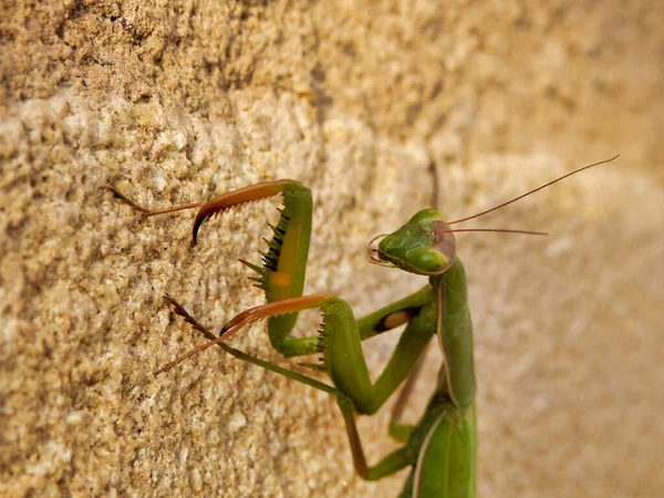 Close Head Praying Mantis — Stock Photo, Image