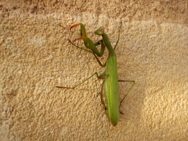 Orando Mantis Suspendido Una Ventana Piedra Caliza Revelan — Foto de Stock