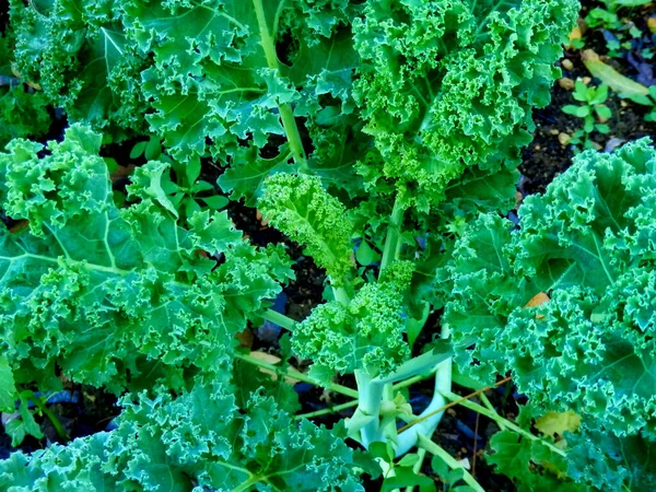 Primer Plano Las Hojas Rizadas Que Emergen Planta Curly Kale —  Fotos de Stock