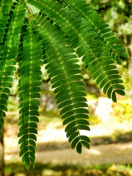 Zamknij Się Liści Perski Silk Drzewo Lub Mimoza Albizia Julibrissin — Zdjęcie stockowe