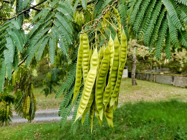Close Das Folhas Vagens Sementes Árvore Seda Persa Mimosa Albizia — Fotografia de Stock