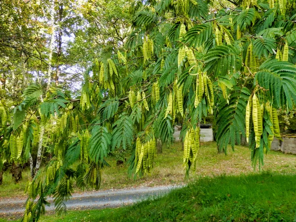 Listy Semena Lusky Perské Akácie Nebo Mimosa Staphylea Pinnata — Stock fotografie