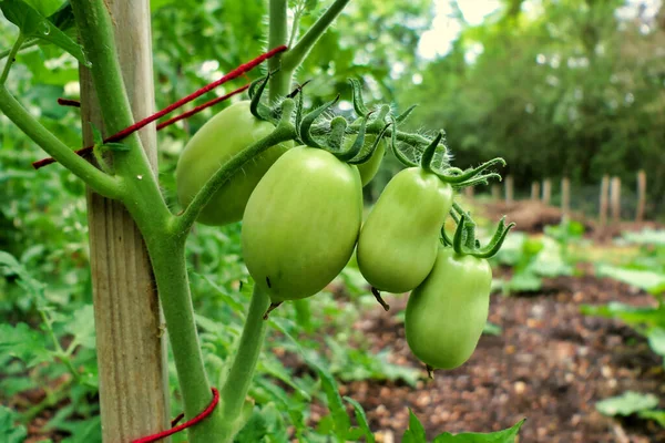 Zbliżenie Grona Włoskich Pomidorów Śliwkowych Odmiana San Marzano Przed Zmianą — Zdjęcie stockowe