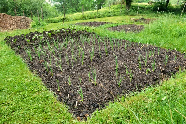 Onions Potatoes Growing Vegetable Bed Utilising Dig Method Covering Bed — Stock Photo, Image