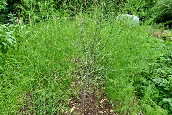 アスパラガスシダは植物が根に良いものを提供することを可能にしました — ストック写真