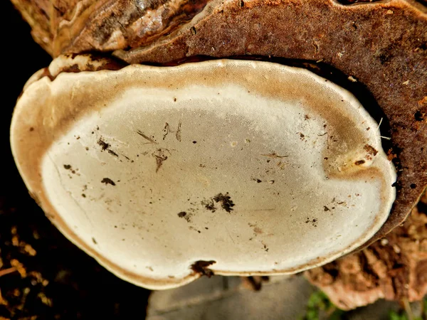 火烈鸟蘑菇白帽上孢子的密闭 — 图库照片