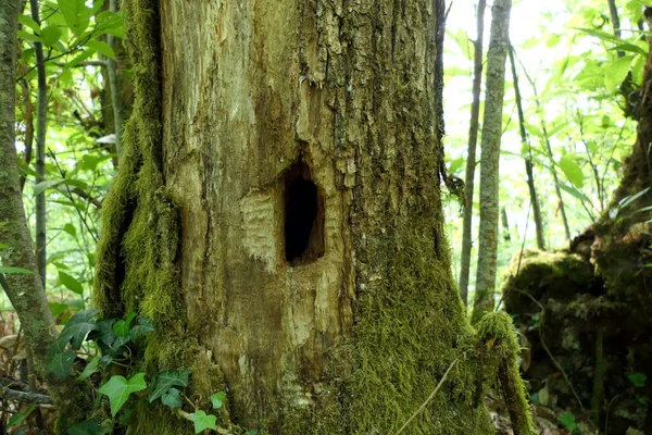 Díra Vlevo Kmeni Stromu Datla Který Hledá Hmyz Žijící Stromě — Stock fotografie