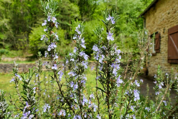 Närbild Blommande Rosmarin Ört Salvia Rosmarinus Med Fransk Gite Bakgrunden — Stockfoto