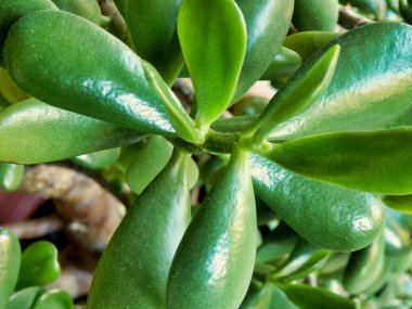 Yeşim ya da Para Fabrikası olarak da bilinen sulu bitki Crassula ovata 'nın yapraklarını kapatın.