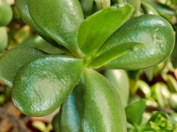 Zbliżenie Liści Soczystej Rośliny Crassula Ovata Znany Również Jako Jade — Zdjęcie stockowe