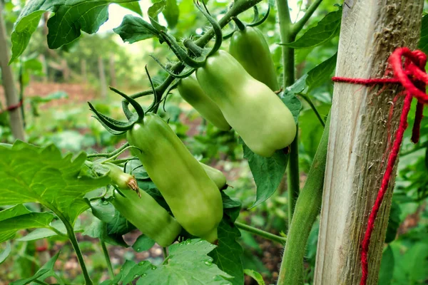 在将意大利李子番茄品种San Marzano的颜色从绿色改为红色之前 将其与这些李子紧密相连 — 图库照片
