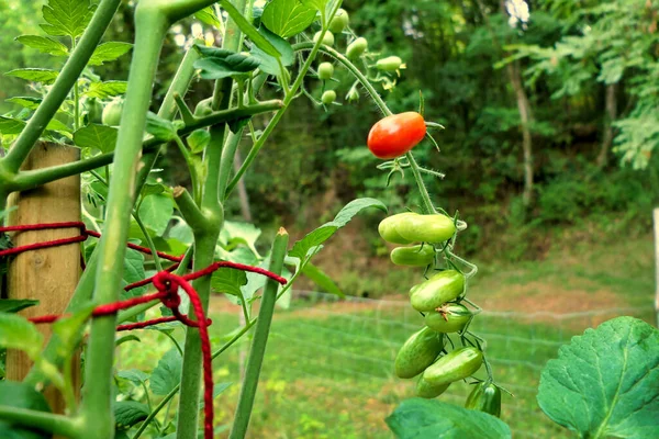 Close Bunch Plum Tomatoes Variety Mini Plum Showing Change Colour — Stock Photo, Image