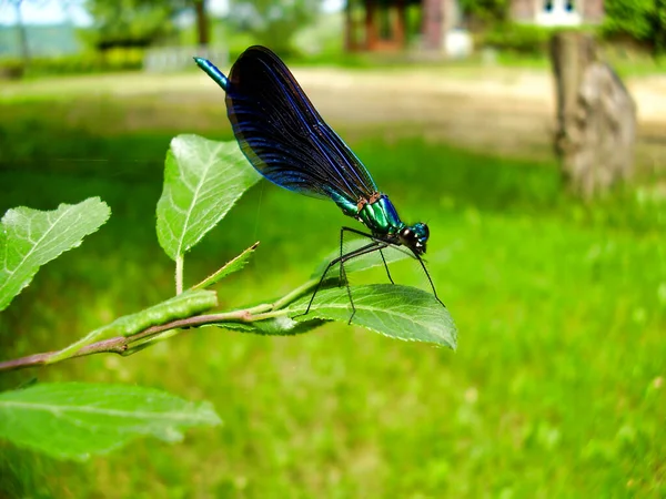 Großaufnahme Einer Blauen Libelle Schöne Demoiselle Die Auf Einem Blatt — Stockfoto