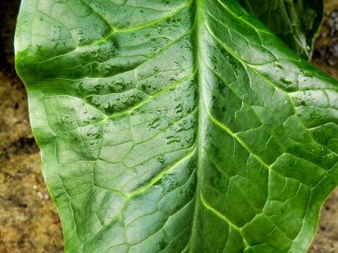 Cuckoo Pint bitkisinin (Arum Maculatum) parlak ok şeklindeki yaprağını yağmurdan sonra kapatın.