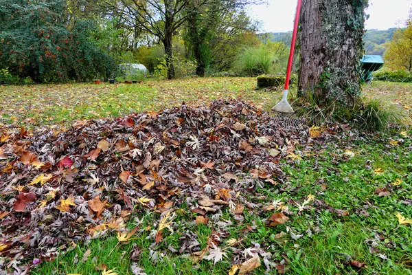 Куча Осенних Листьев Уборки Газона — стоковое фото