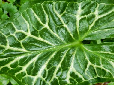 Cuckoo Pint bitkisinin (Arum Maculatum) parlak ok şeklindeki yaprağını yağmurdan sonra kapatın.
