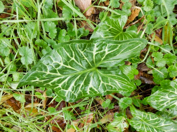 杜鹃品脱植物 Arum Maculatum 在降雨后 亦称杜鹃品脱植物 — 图库照片