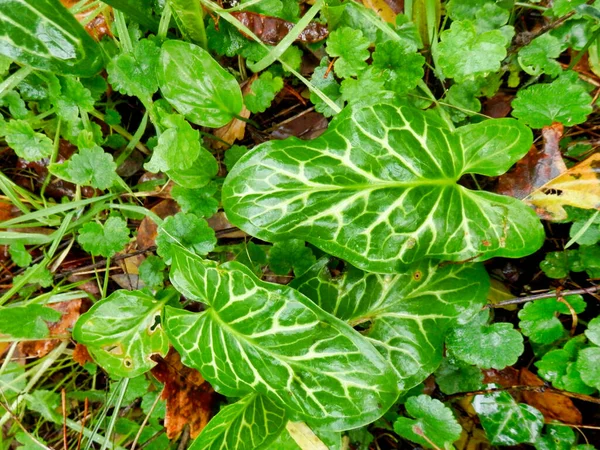Cuckoo Pint Plant Arum Maculatum Rainfall Also Known Lords Ladies — Stock Photo, Image