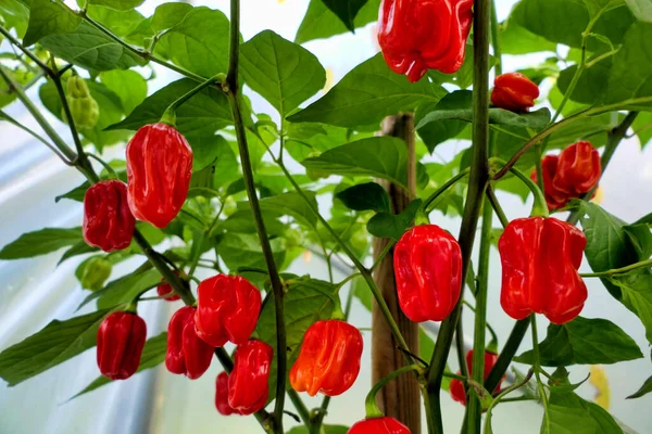 Roślina Habanero Chilli Pokazująca Chili Zmieniające Kolor Czerwony — Zdjęcie stockowe