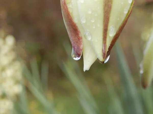 Yağmur Yağdıktan Sonra Yucca Çiçeğinin Ucuna Hafifçe Odaklan — Stok fotoğraf