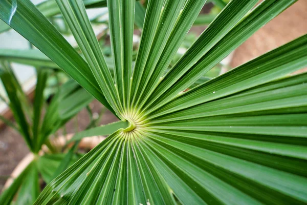 Close Fan Shaped Leaves Rhapidophyllum Hystrix Also Known Needle Palm — Stock Photo, Image
