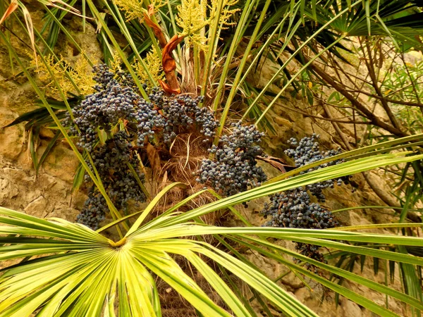 果実や種子の束でいっぱいの針ヤシとしても知られているRhapidophyllum Hystrix — ストック写真