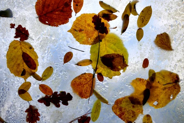 Kolorowy Wyświetlacz Jesiennych Liści Dachu Politunelu Opadach Deszczu — Zdjęcie stockowe